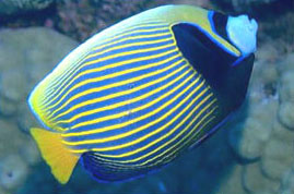 Pesce angelo imperatore (Pomacanthus imperator)