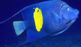 Pesce angelo maculato (Pomacanthus maculosus)