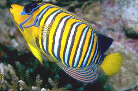Pesce angelo reale (Pygoplites diacanthus)