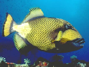 Balestra titano (Balistoides viridescens)