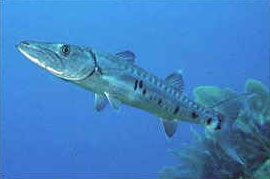 Barracuda (Sphyraena barracuda)