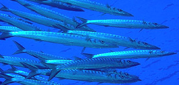 Barracuda (Sphyraena Sphyraena)