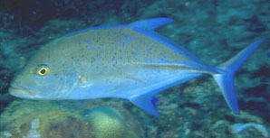 Carango pinne blu (Caranx melampygus)