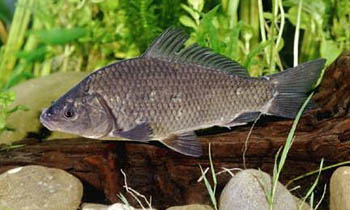 Carpa (Cyprinus carpio)
