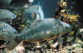 Carpa (Cyprinus carpio)