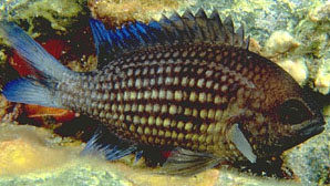 Castagnola (Chromis Chromis)