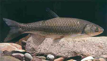 Cavedano (Leuciscus cephalus cabeda)