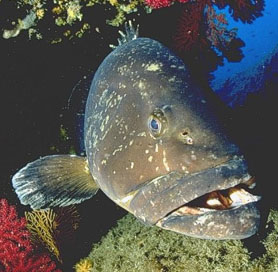 Cernia bruna (Epinephelus Guaza)
