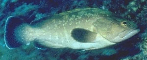 Cernia bruna (Epinephelus Guaza)