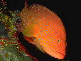 Cernia dei coralli (Cephalopholis miniata)