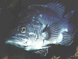 Cernia di fondale (Polyprion Americanus)