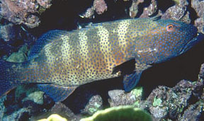 Cernia pavone (Cephalopholis argus)