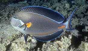 Pesce chirurgo sohal (Acanthurus sohal)