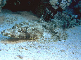 Pesce coccodrillo (Papilloculiceps longiceps)