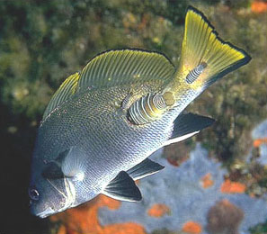 Corvina (Sciaena Umbra)