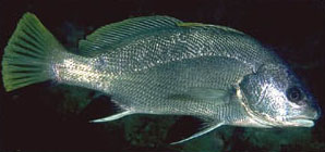 Corvina (Sciaena Umbra)