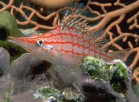 Pesce falco (Oxycirrhites typus)