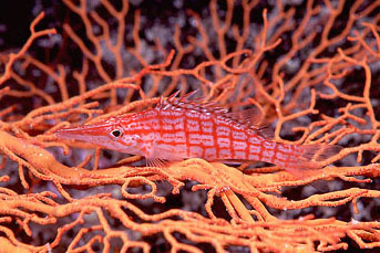 Pesce falco (Oxycirrhites typus)