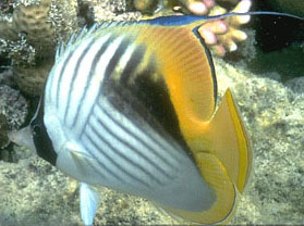 Pesce farfalla auriga (Chaetodon auriga)