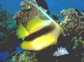 Pesce farfalla bandiera (Heniochus intermedius)