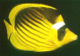 Pesce farfalla fasciato (Chaetodon fasciatus)