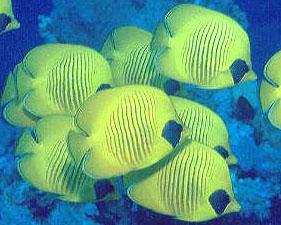 Pesce farfalla mascherato (Chaetodon semilarvatus)