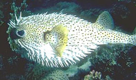 Pesce istrice (Diodon hystrix)
