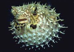 Pesce istrice (Diodon hystrix)