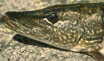 Luccio (Esox lucius)