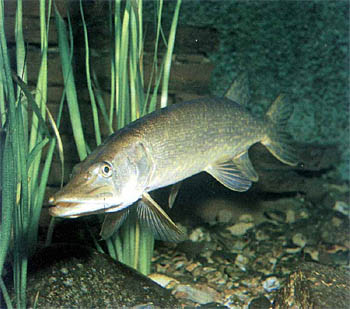 Luccio (Esox lucius)