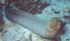 Murena gigante (Gymnothorax javanicus)