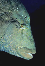 Pesce napoleone (Cheilinus undulatus)