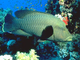 Pesce napoleone (Cheilinus undulatus)
