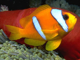 Pesce pagliaccio bifasciato (Amphiprion bicinctus)