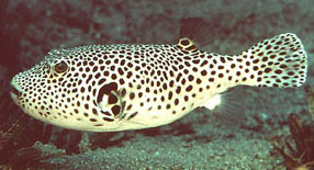 Pesce palla stellato (Arothron stellatus)