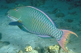 Pesce pappagallo bicolore (Cetoscarus bicolor)