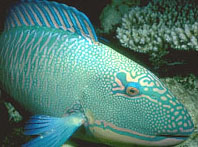 Pesce pappagallo bicolore (Cetoscarus bicolor)