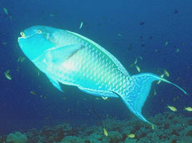 Pesce pappagallo camuso (Scarus gibbus)