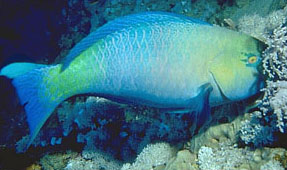 Pesce pappagallo rugginoso (Scarus ferrugineus)