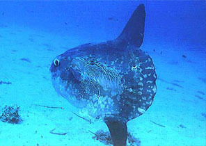 Pesca luna (Mola Mola)