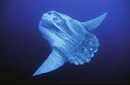 Pesca luna (Mola Mola)