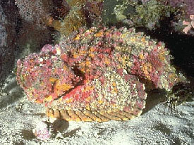 Pesce pietra (Synanceia verrucosa)