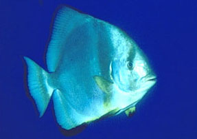 Pesce pipistrello (Platax orbicularis)