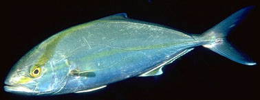 Ricciola (Seriola Dumerili)