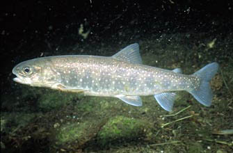 Salmerino alpino (Salvelinus Alpinus)