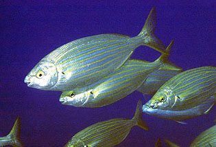 Salpa (Sarpa Salpa)