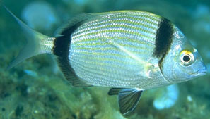 Sarago fasciato (Diplodus Vulgaris) Sarago fasciato (Diplodus Vulgaris)
