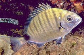 Sarago maggiore (Diplodus Sargus Sargus)