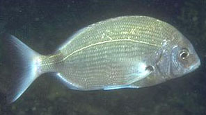 Sarago sparaglione (Diplodus Annularis) Sarago sparaglione (Diplodus Annularis)