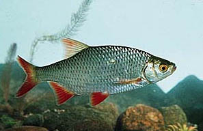 Scardola (Scardinius Erythrophthalmus)